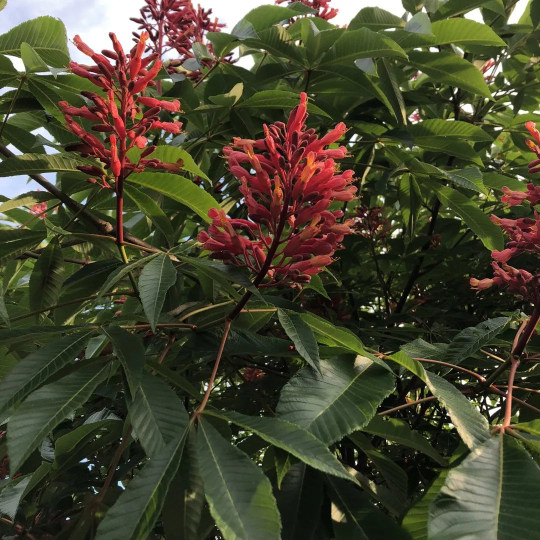 Aesculus pavia - ippocastano rosso (Vaso quadro 9x9x20 cm)
