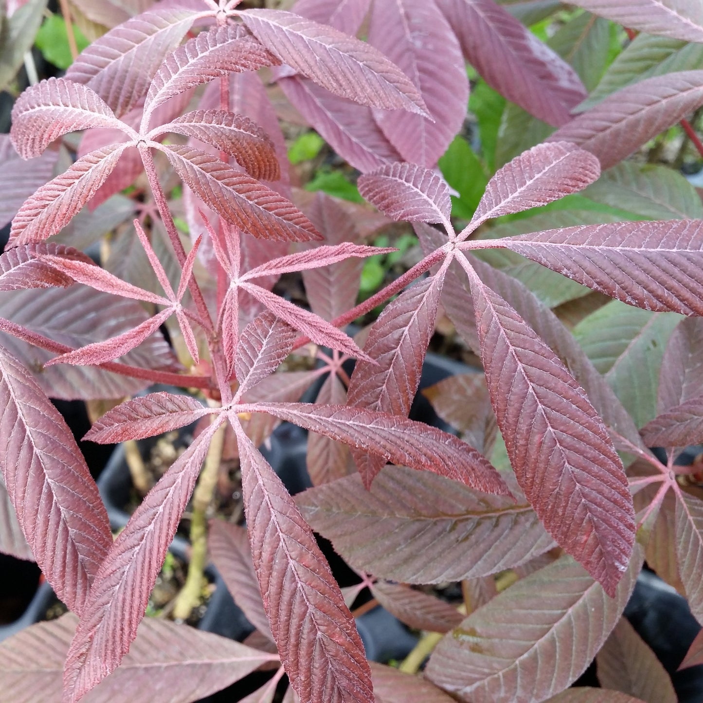 Aesculus pavia - ippocastano rosso (Vaso quadro 9x9x20 cm)