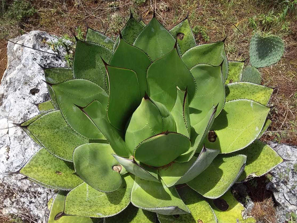 Agave chiapensis - agave del Ciapas (Vaso 18 cm)