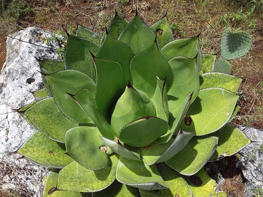 Agave chiapensis - agave del Ciapas (Vaso 18 cm)