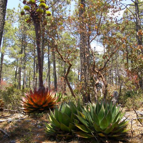 Agave montana - (18 cm pot)
