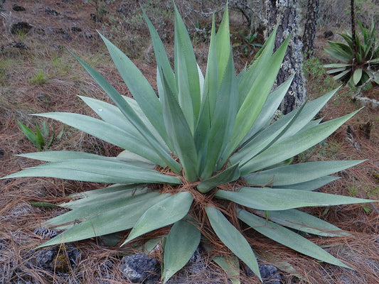 Agave obscura - agave a spine nere (Vaso 18 cm)