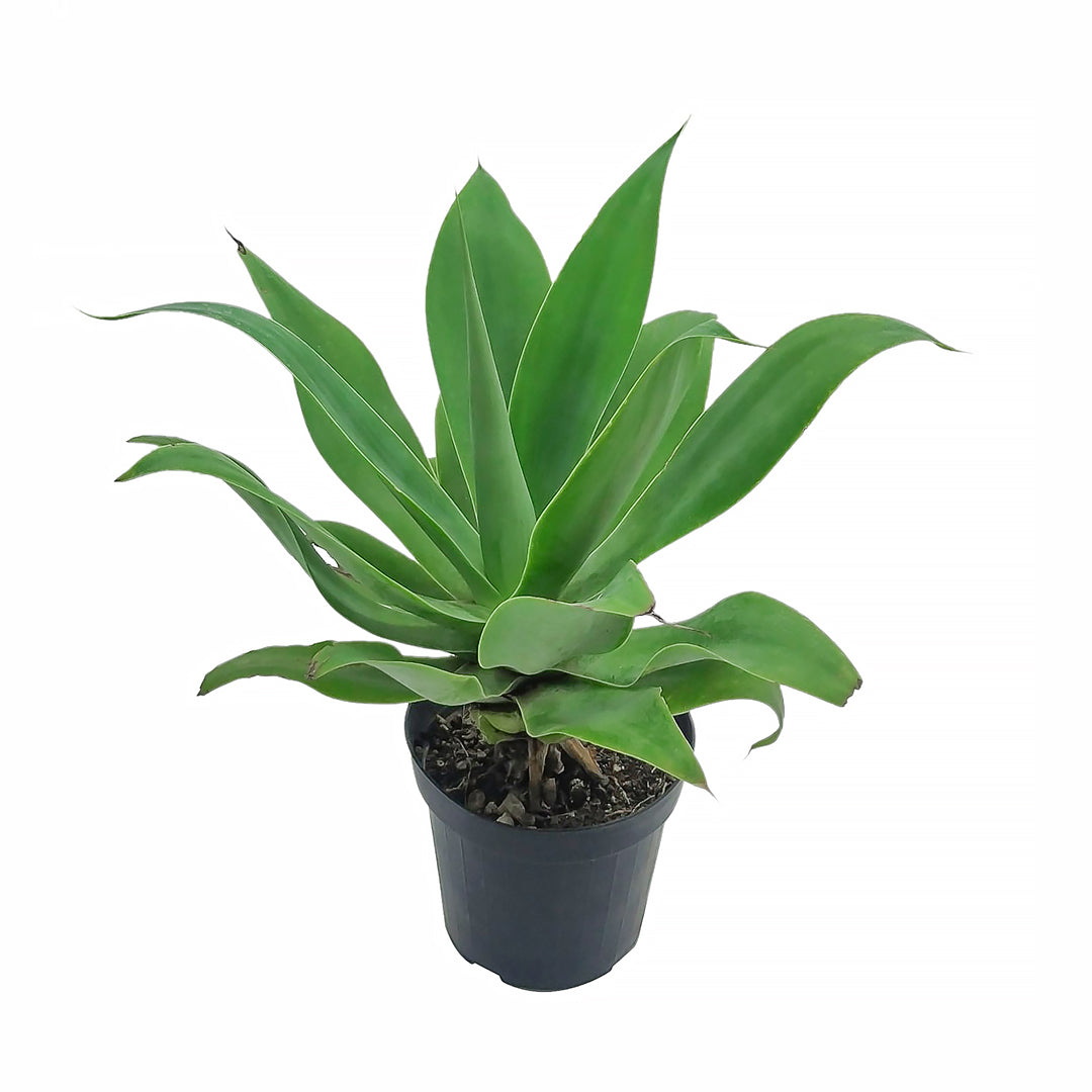 Agave attenuata - agave soave (Vaso 14 cm)