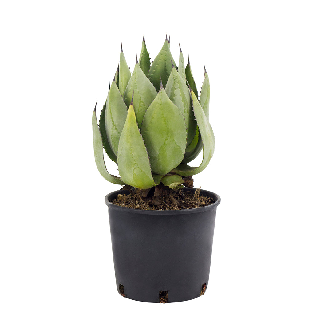 Agave chiapensis - agave del Ciapas (Vaso 18 cm)