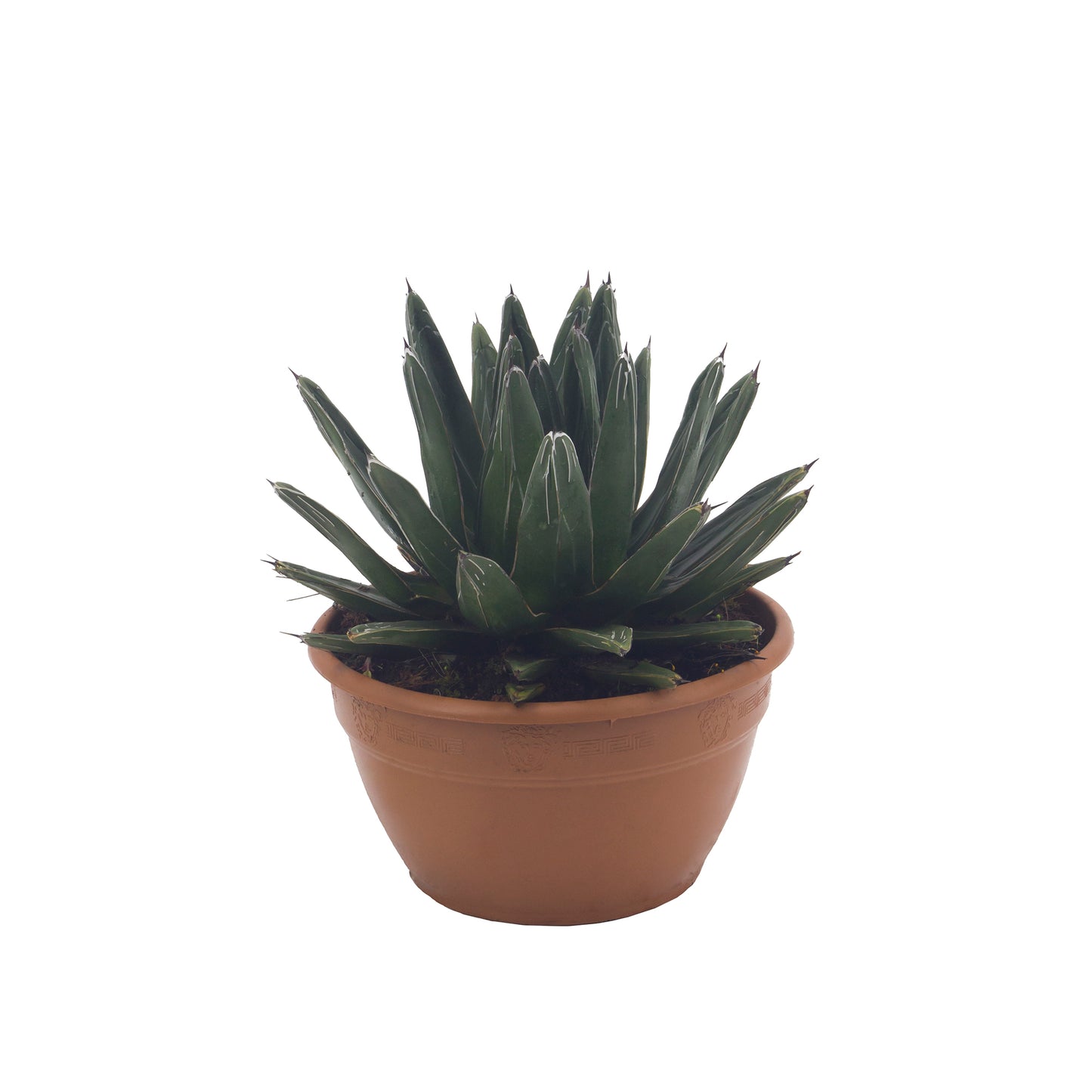 Agave victoriae-reginae - agave della regina (Pianta in Vaso)
