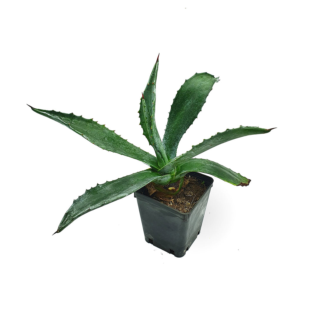 Agave americana - agave mediterranea (Vaso quadro 9x9x10 cm)