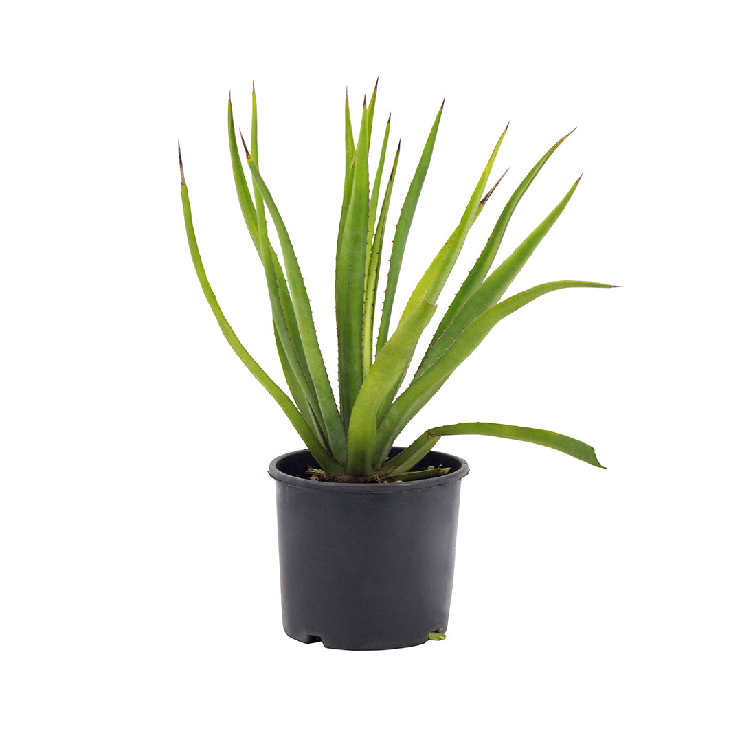 Agave garciae-mendozae - (Pot 18 cm)