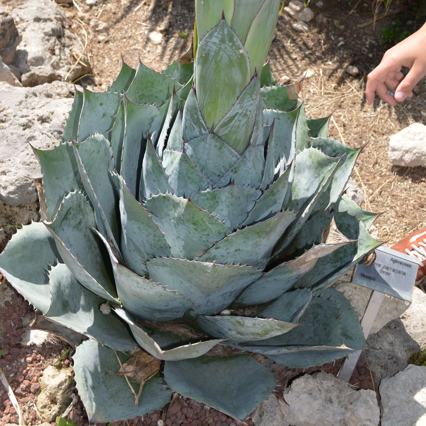 Agave parrasana - agave a foglie larghe (Vaso 15 cm)