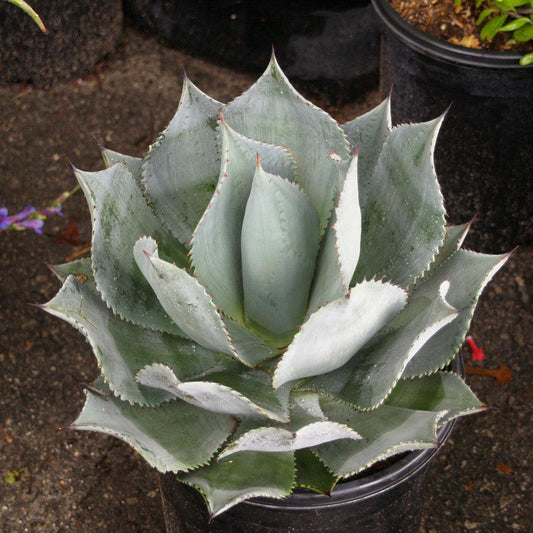 Agave celsii (syn. mitis) - agave cespitosa (18 cm pot)