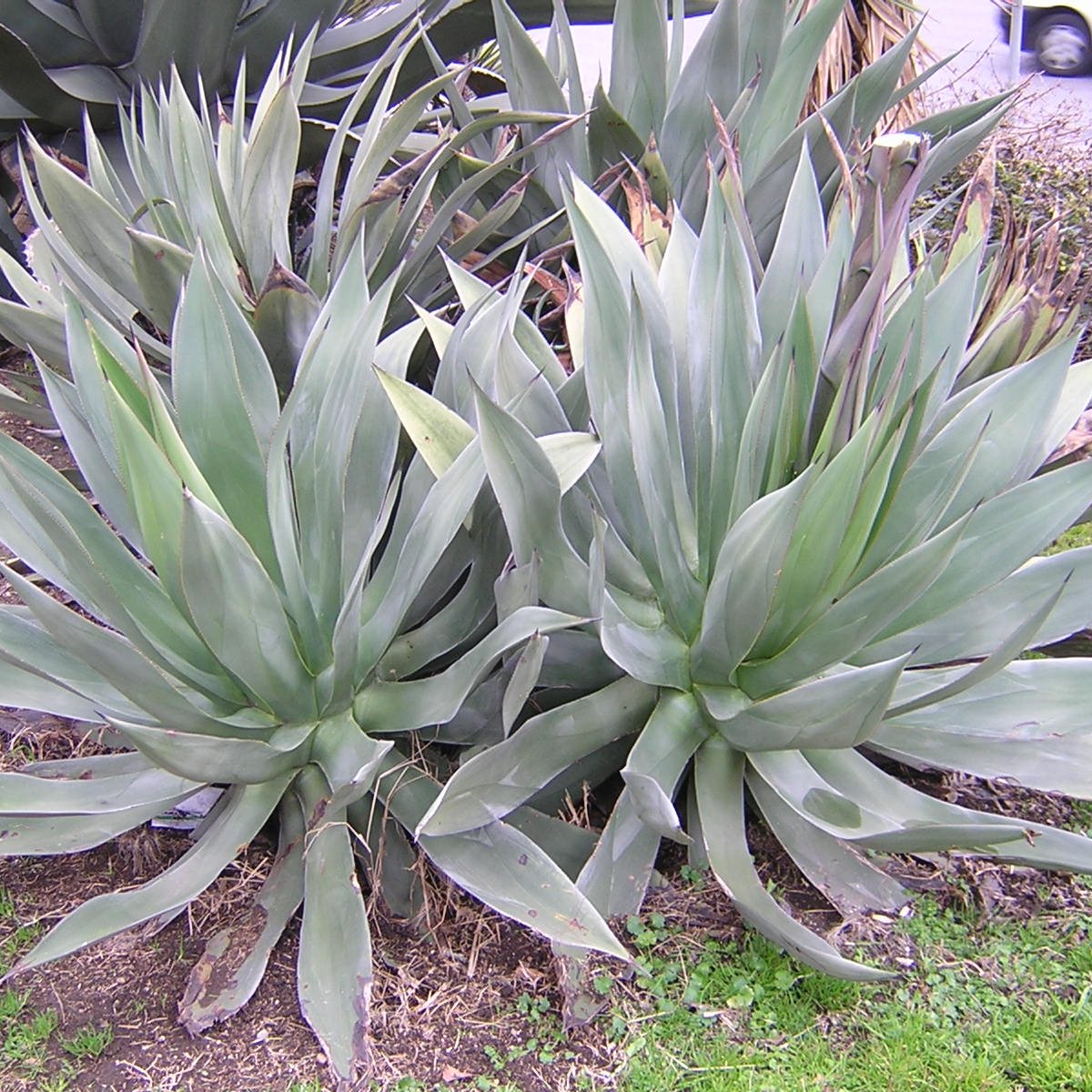 Agave celsii (syn. mitis) - agave cespitosa (18 cm pot)