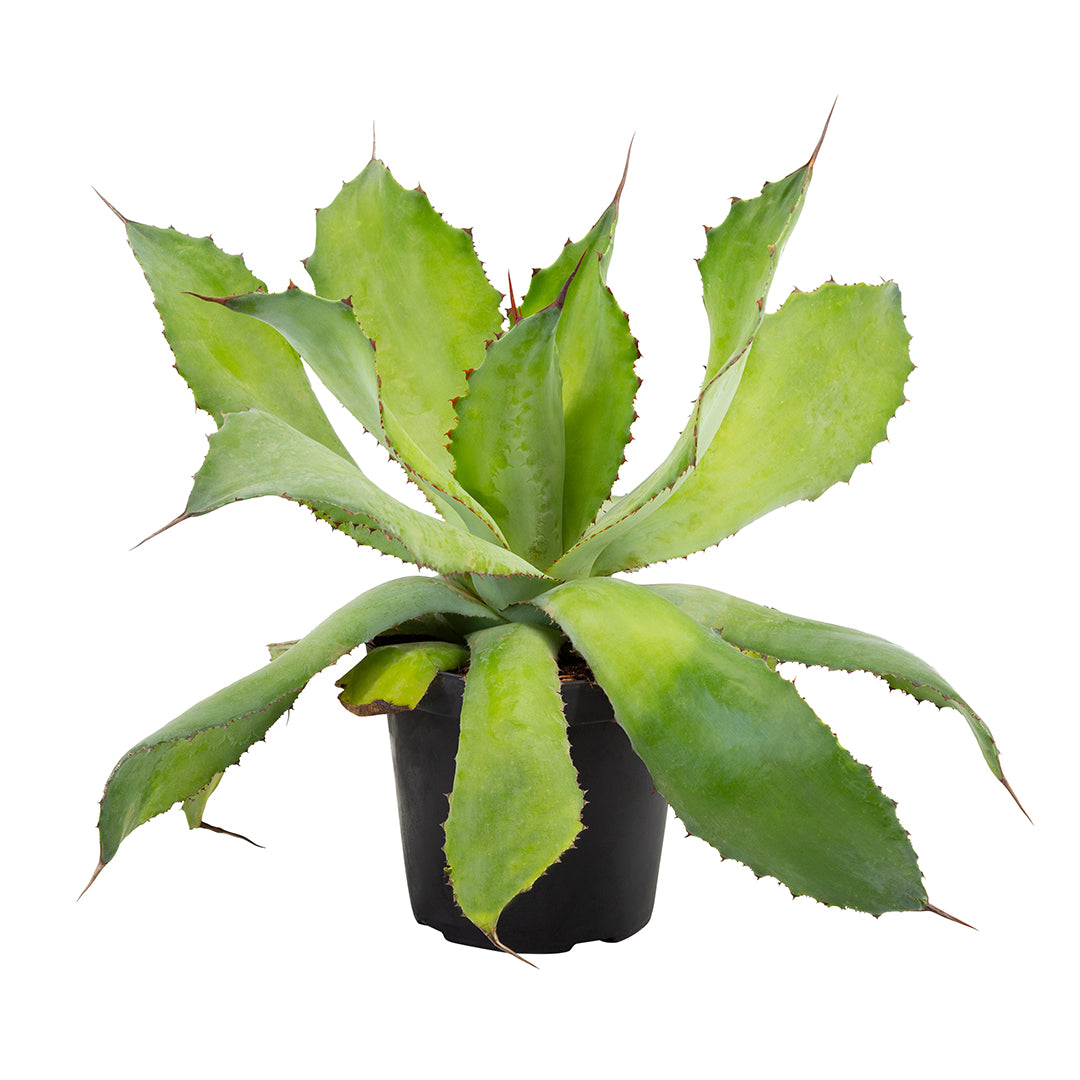 Agave cupreata - (Vaso 15 cm)