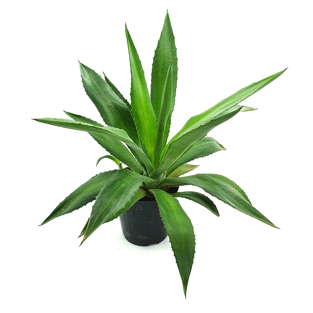 Agave decipiens - agave arborea (Vaso 14 cm)