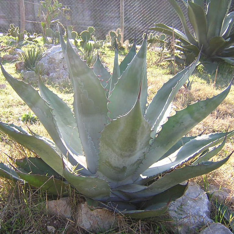 Agave havardiana - agave di Havard (Vaso 15 cm)