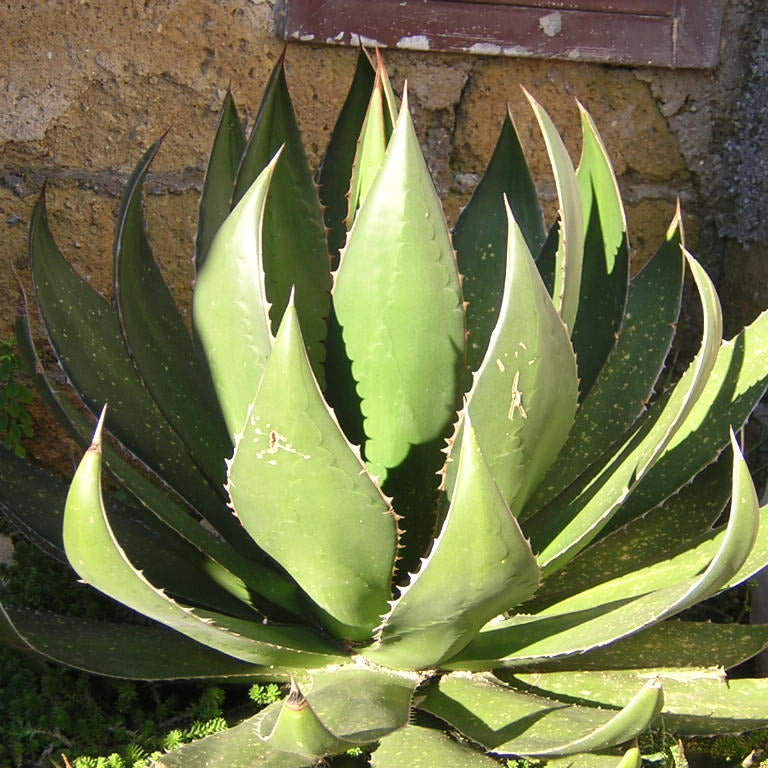 Agave ghiesbreghtii - (Pot 18 cm)