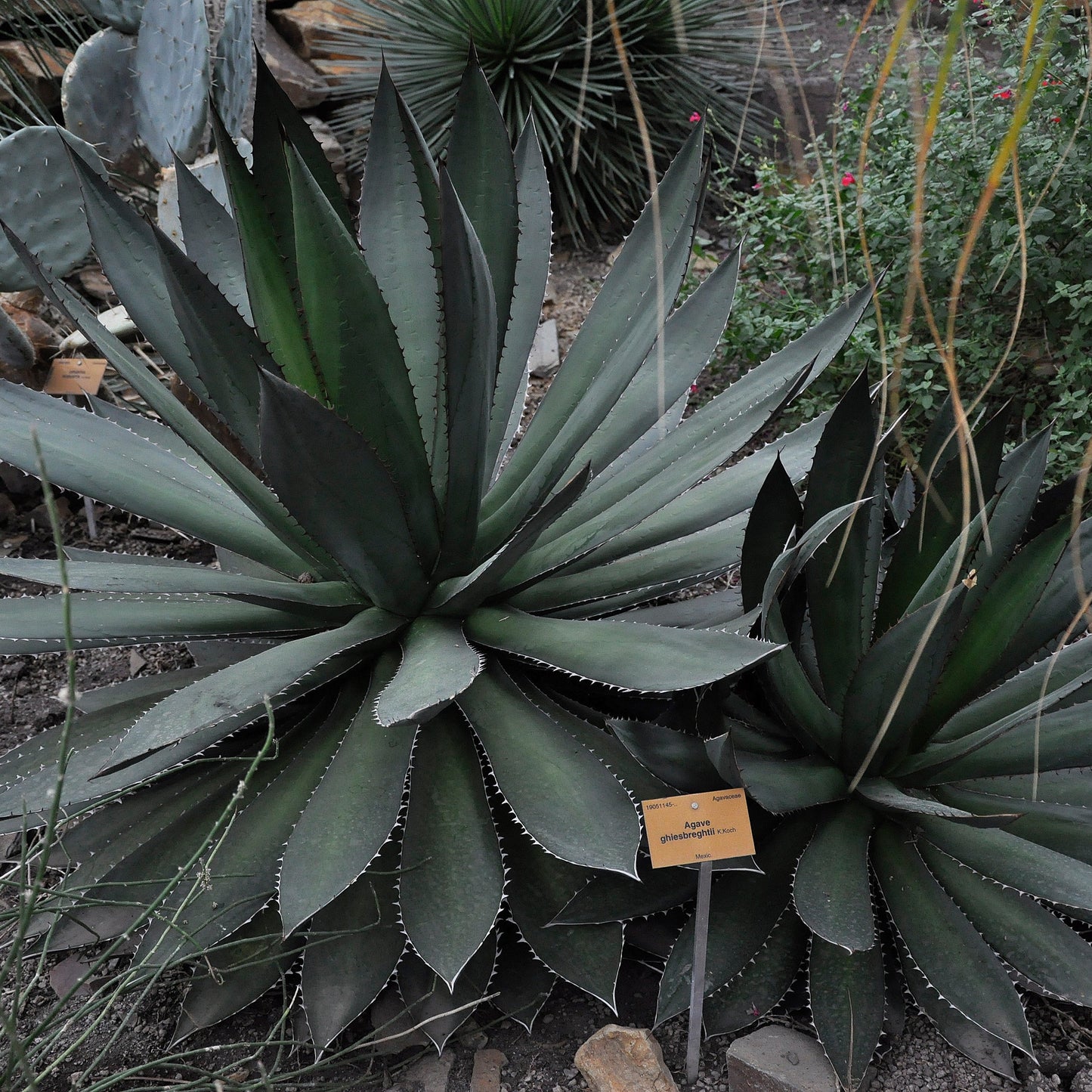 Agave ghiesbreghtii - (Pot 18 cm)