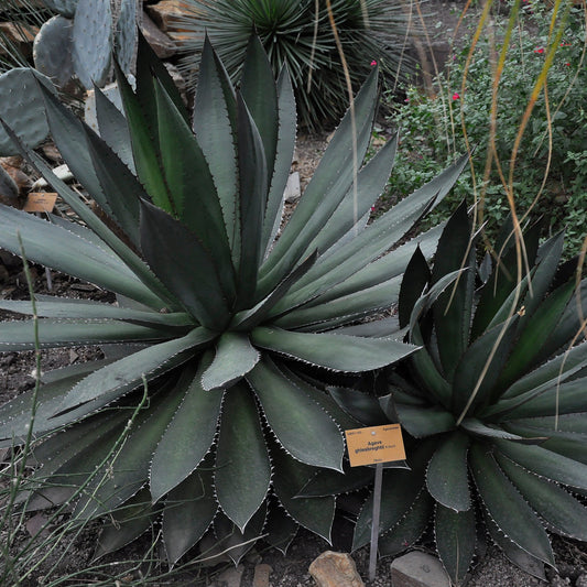 Agave ghiesbreghtii - (Pot 18 cm)