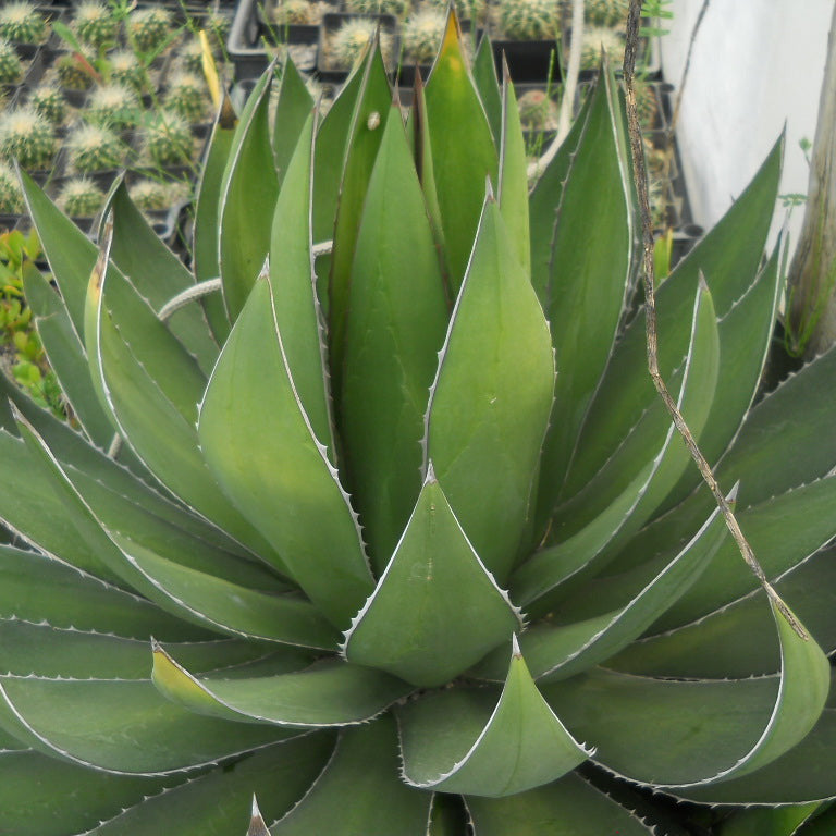 Agave ghiesbreghtii - (Pot 18 cm)