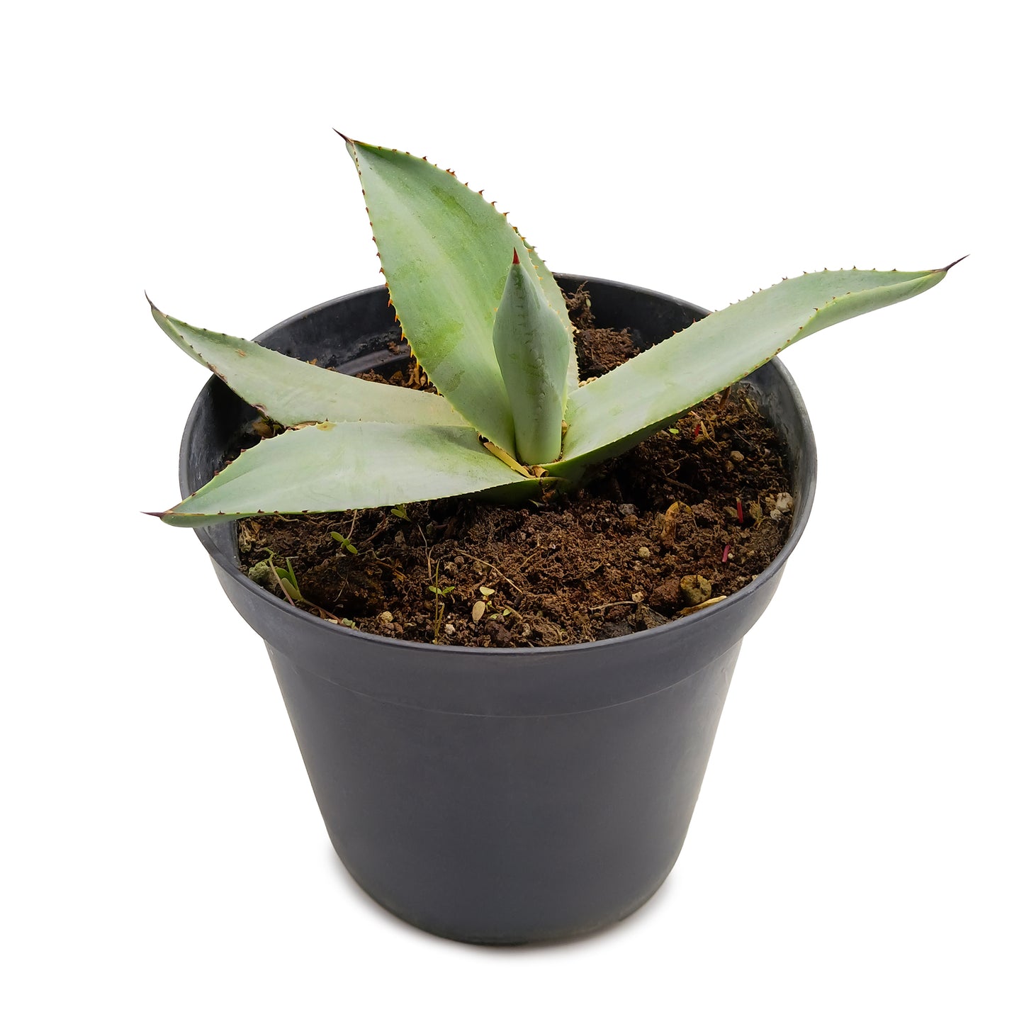 Agave havardiana - agave di Havard (Vaso 15 cm)