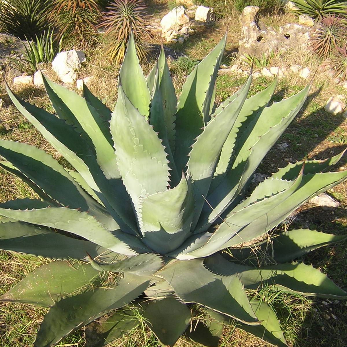 Agave havardiana - agave di Havard (Vaso 15 cm)