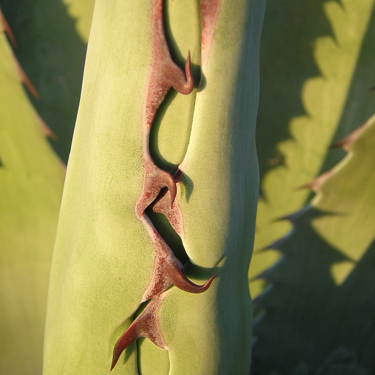 Agave havardiana - agave di Havard (Vaso 15 cm)