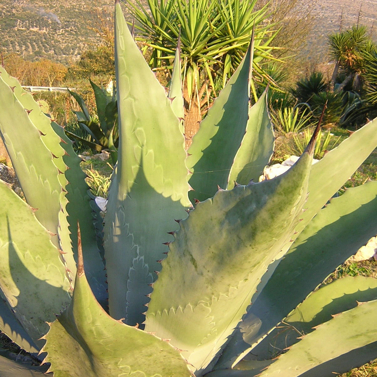 Agave havardiana - agave di Havard (Vaso 15 cm)