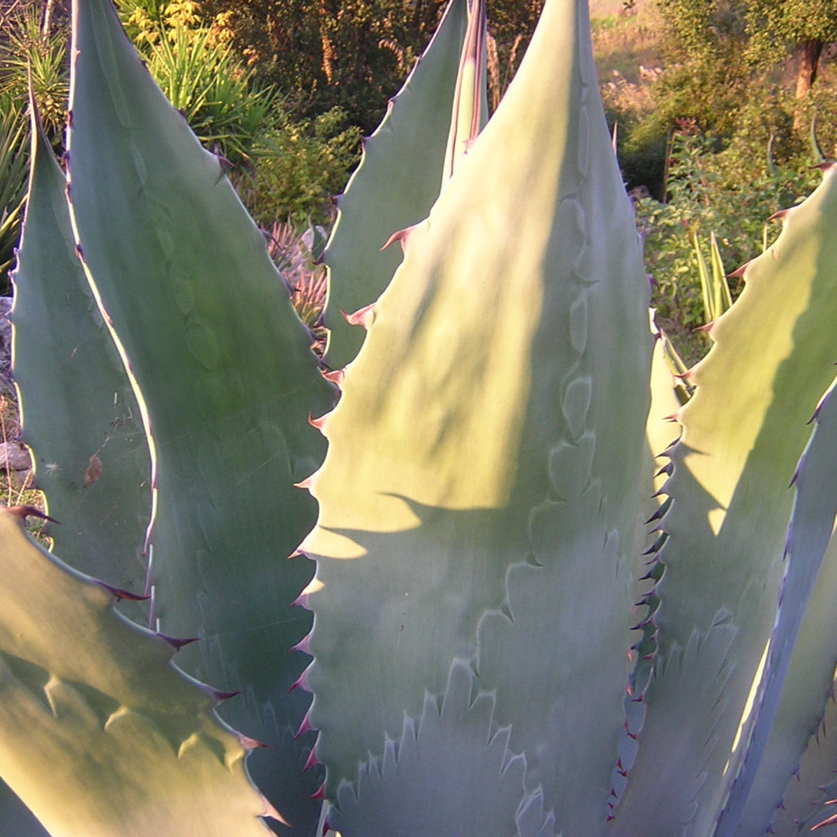 Agave havardiana - agave di Havard (Vaso 15 cm)