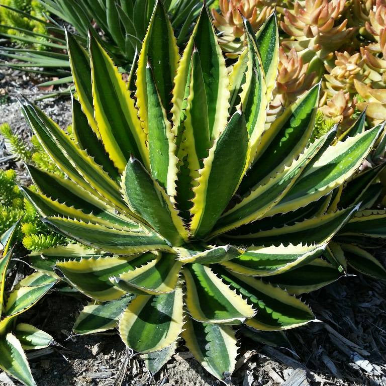 Agave lophantha cv. "quadricolor" (Vaso quadro 9x9x10 cm)