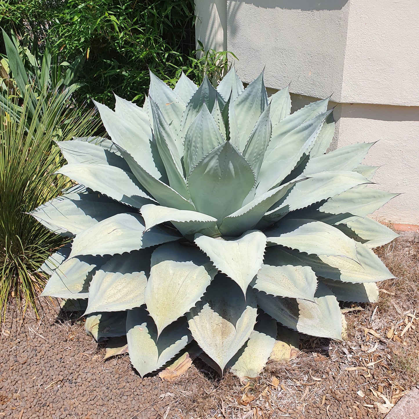 Agave ovatifolia - oval-leaved agave (18 cm pot)