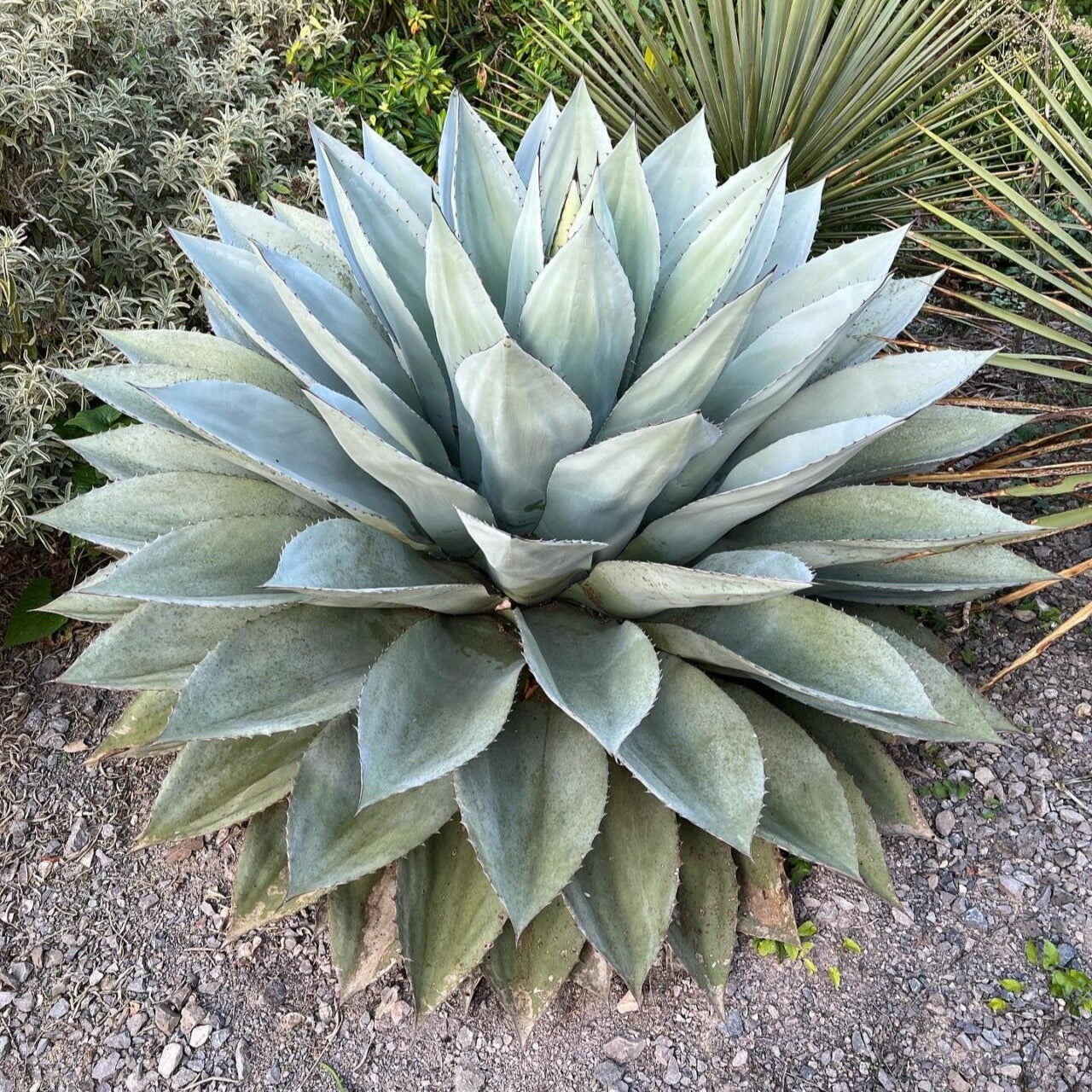 Agave ovatifolia - oval-leaved agave (18 cm pot)