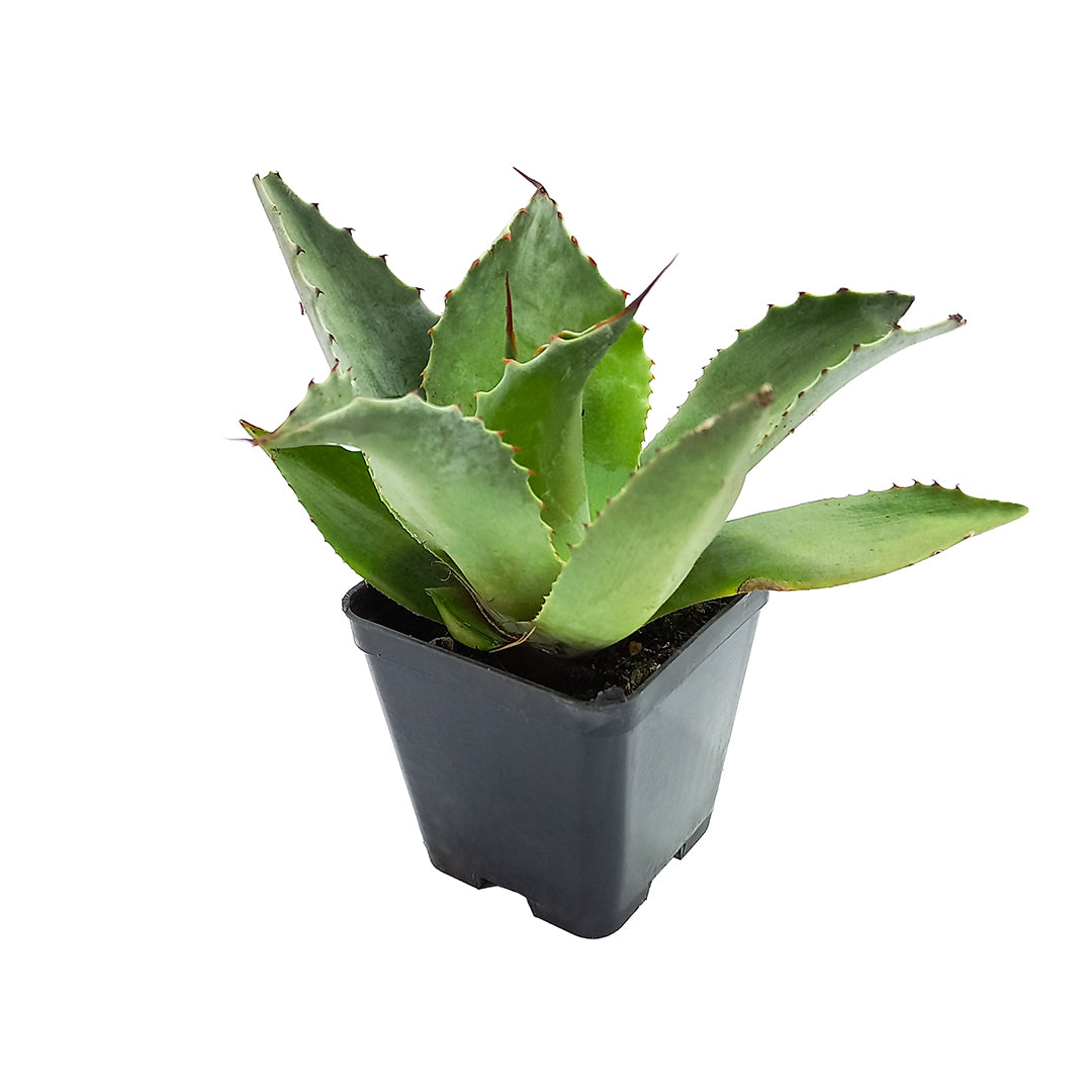 Agave ovatifolia - oval-leaved agave (18 cm pot)