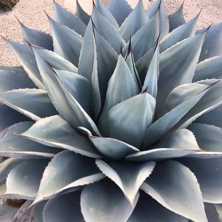 Agave ovatifolia - oval-leaved agave (18 cm pot)