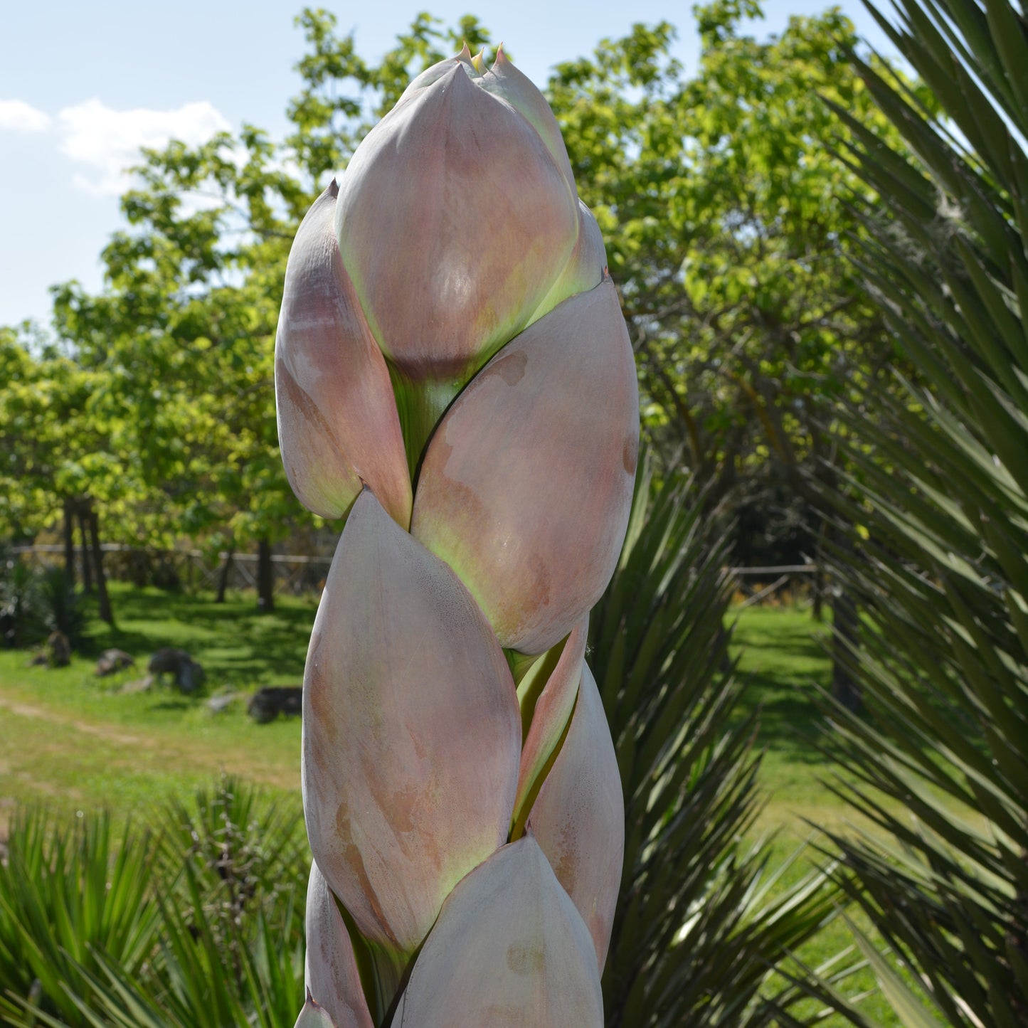Agave parrasana - agave a foglie larghe (Vaso 15 cm)