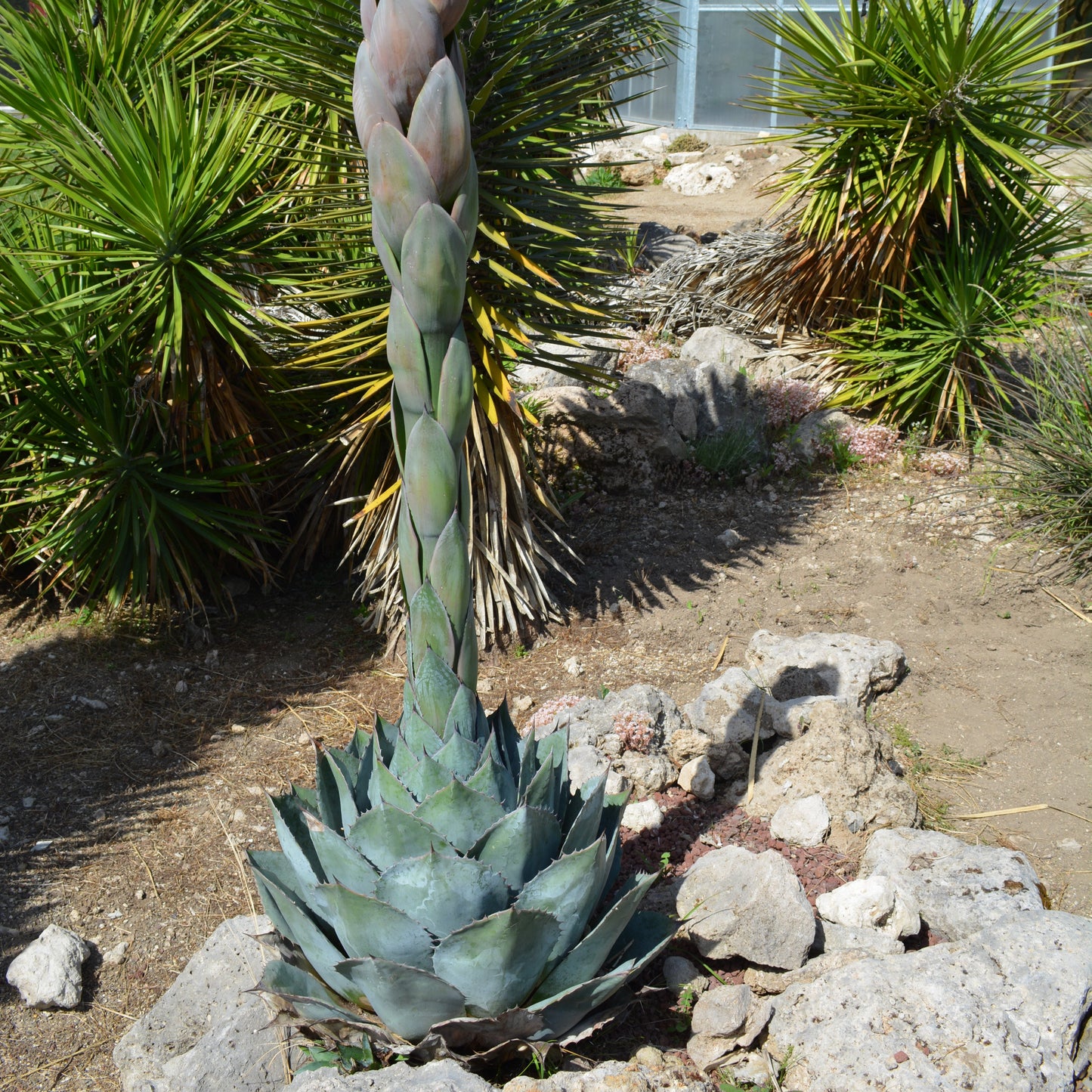Agave parrasana - agave a foglie larghe (Vaso 15 cm)