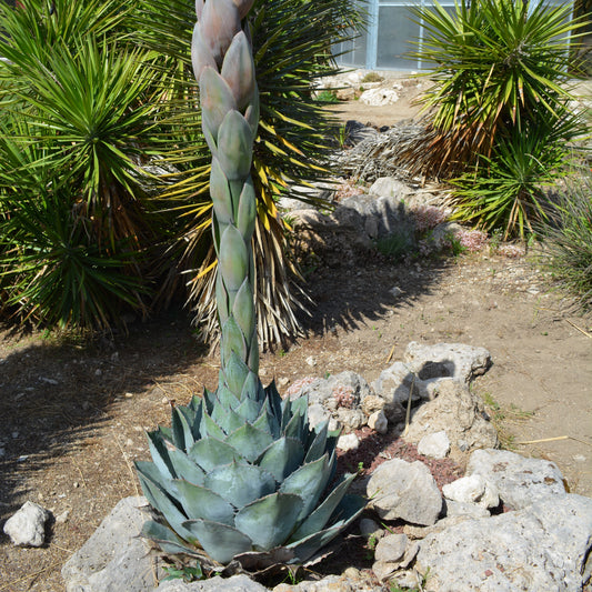 Agave parrasana - broad-leaved agave (15 cm pot)