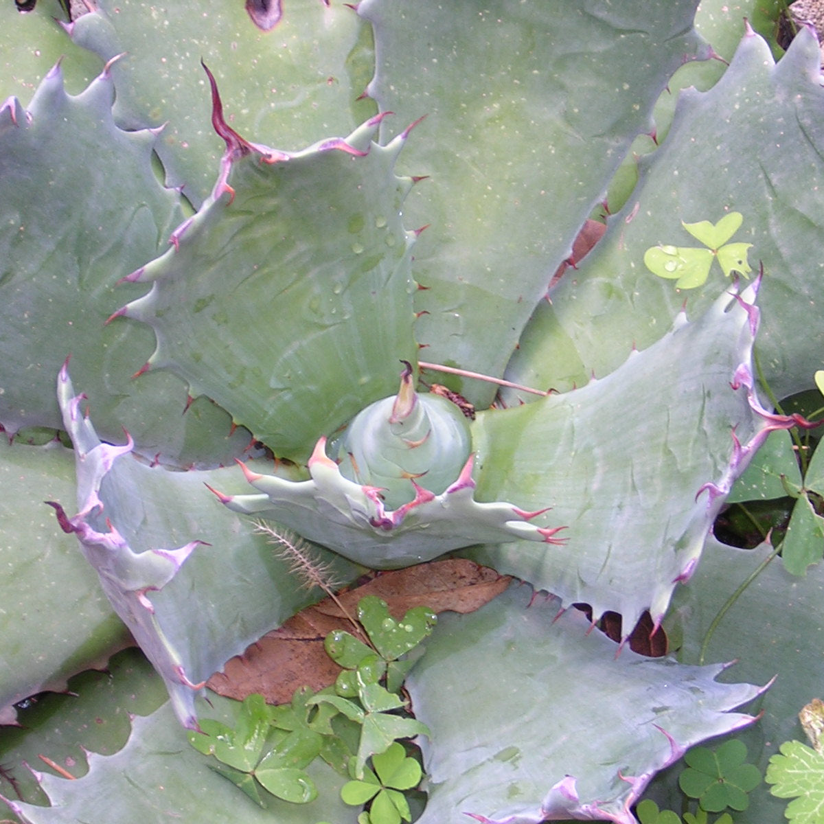 Agave potatorum f.ma minima - agave p. compatta (Vaso 14 cm)