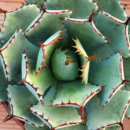 Agave potatorum f.ma minima - agave p. compact (14 cm pot)