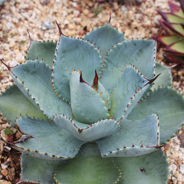 Agave pygmaea - agave SET 3 PIANTE (Alveolino)