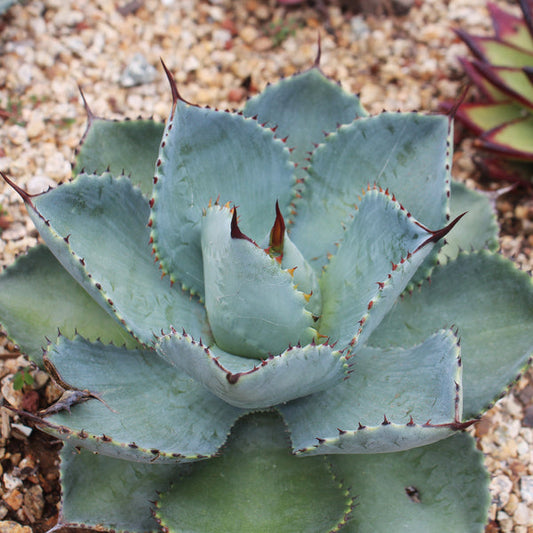 Agave pygmaea - agave (Alveolino)