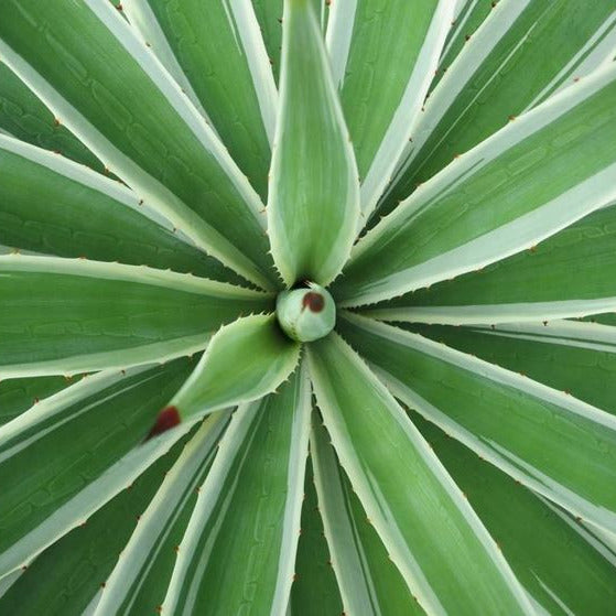 Agave sisalana marginata - (Vaso quadro 7x7x10 cm)