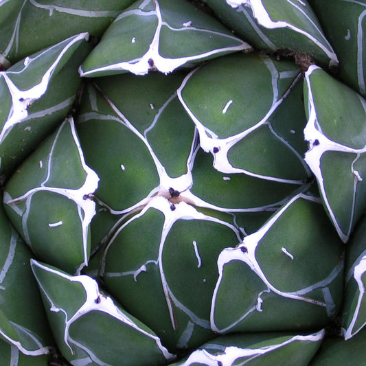 Agave victoriae-reginae - agave della regina (Pianta in Vaso)