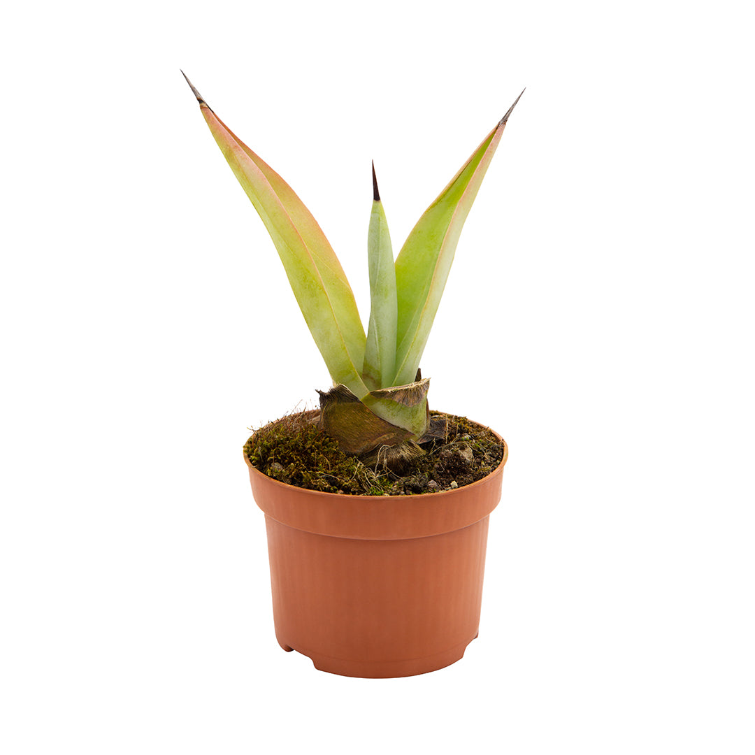 Agave weberi - (Pianta in Vaso)