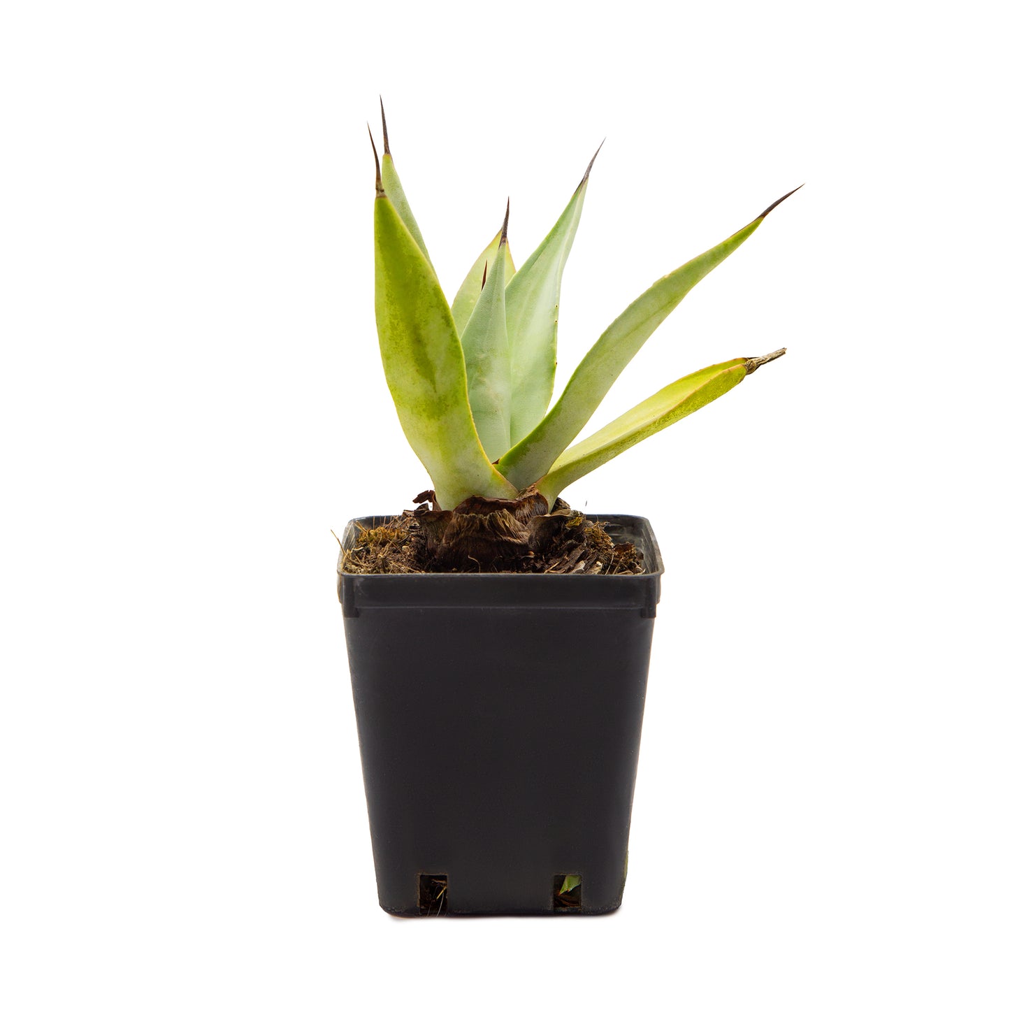 Agave weberi - (Pianta in Vaso)