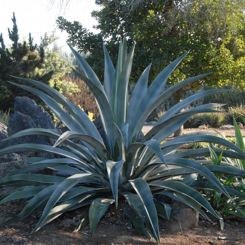 Agave weberi - (Pianta in Vaso)