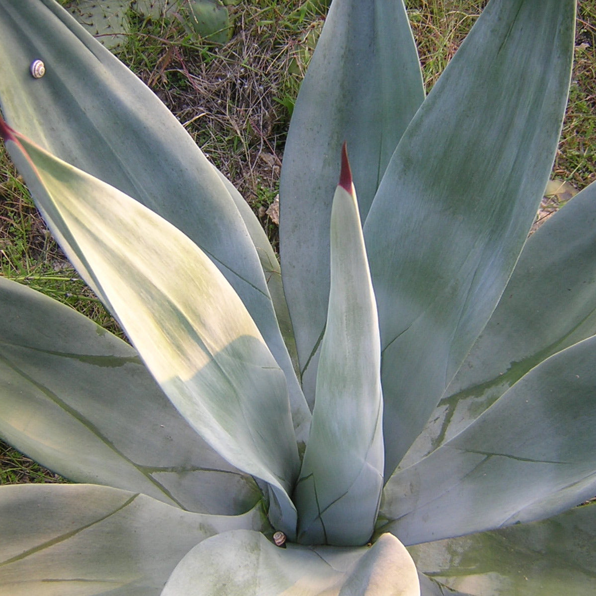 Agave weberi - (Pianta in Vaso)