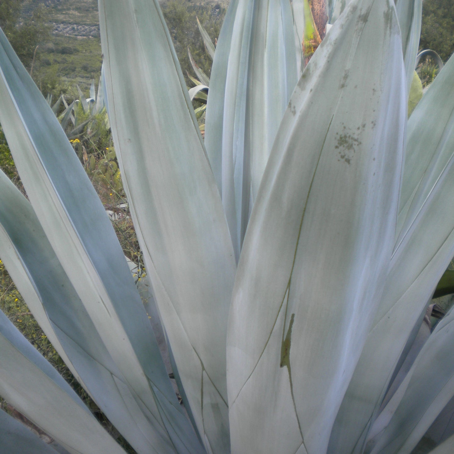 Agave weberi - (Pianta in Vaso)