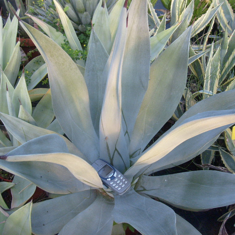 Agave weberi - (Pianta in Vaso)
