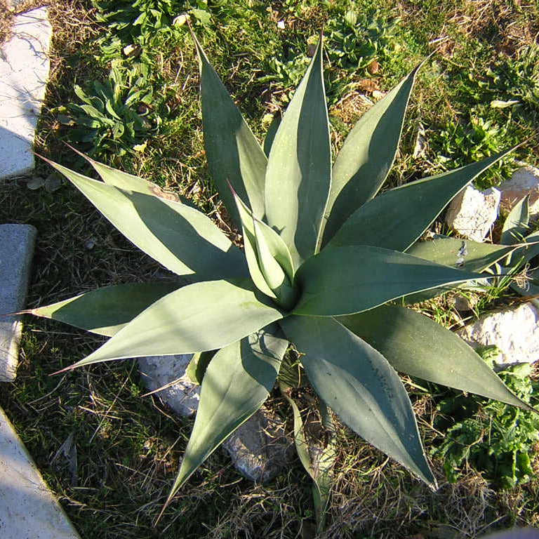 Agave weberi - (Pianta in Vaso)