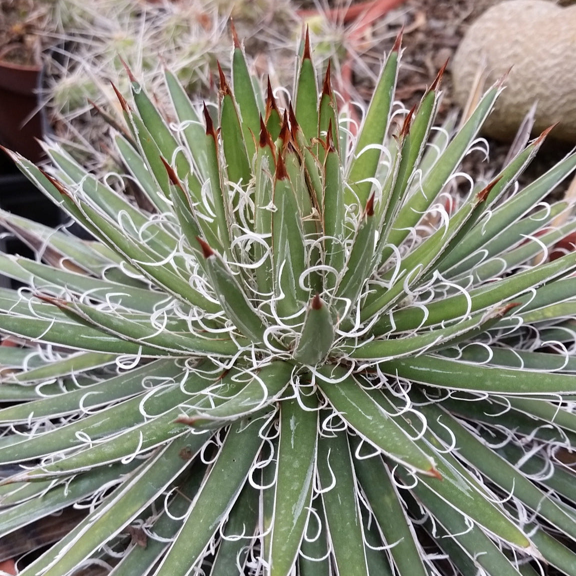 Agave x leopoldii - agave con riccioli bianchi (Pianta in Vaso)