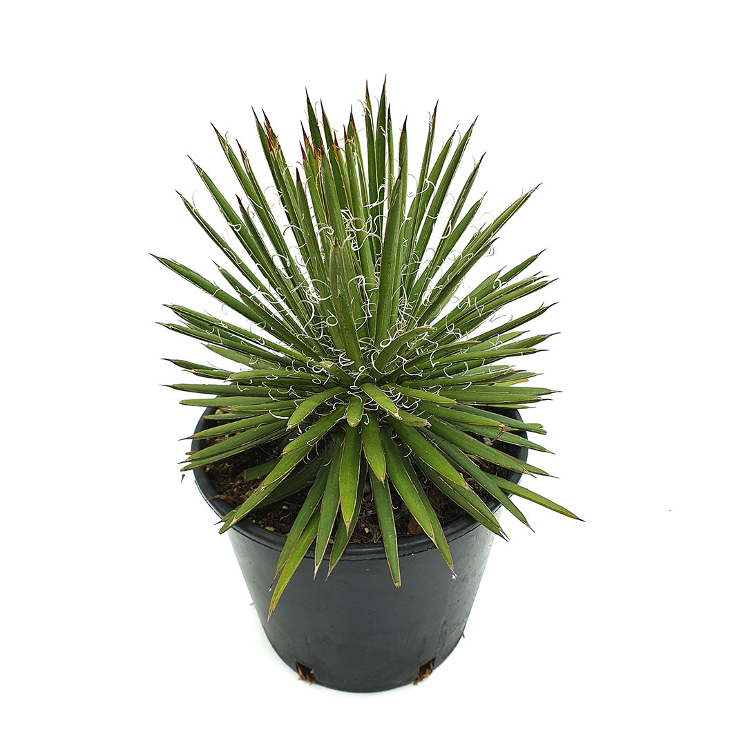 Agave x leopoldii - agave con riccioli bianchi (Pianta in Vaso)