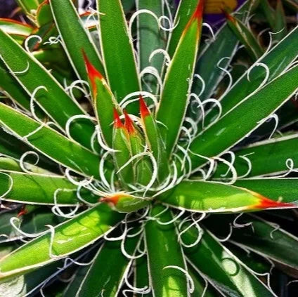 Agave x leopoldii - agave con riccioli bianchi (Pianta in Vaso)